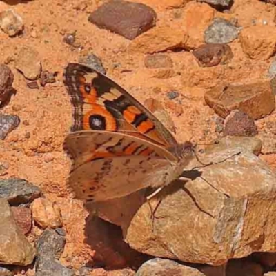 Junonia villida (Meadow Argus) at Acton, ACT - 27 Jan 2024 by ConBoekel