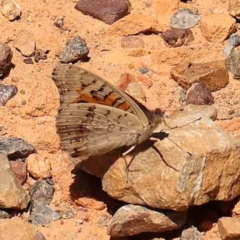 Junonia villida at Point 57 - 27 Jan 2024 12:06 PM