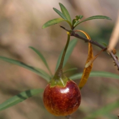 Solanum linearifolium (Kangaroo Apple) at Black Mountain - 27 Jan 2024 by ConBoekel