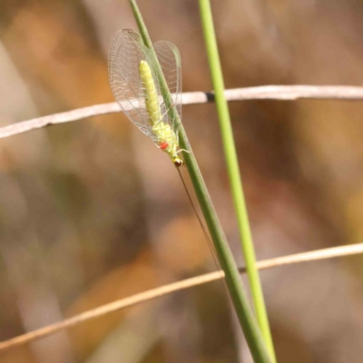 Chrysopidae (family) (Unidentified Green lacewing) at Black Mountain - 27 Jan 2024 by ConBoekel