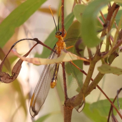 Nymphes myrmeleonoides (Blue eyes lacewing) at Acton, ACT - 27 Jan 2024 by ConBoekel