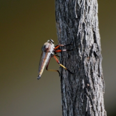 Asilidae (family) at Mawson, ACT - 28 Jan 2024 by Lindell