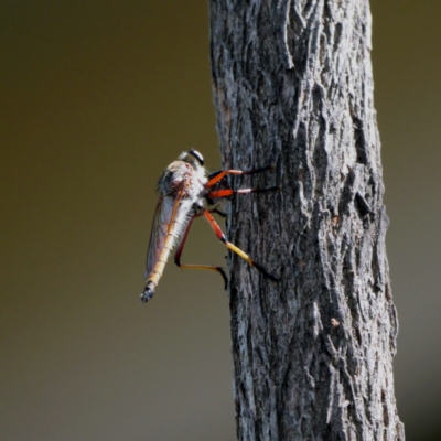 Unidentified Robber fly (Asilidae) at Mawson, ACT - 28 Jan 2024 by Lindell