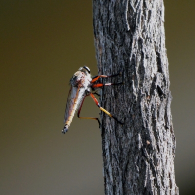 Colepia rufiventris (Robber fly) at Mawson, ACT - 28 Jan 2024 by Lindell