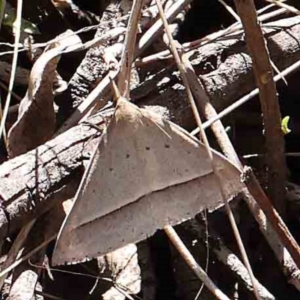 Epidesmia hypenaria at Black Mountain - 27 Jan 2024 10:30 AM