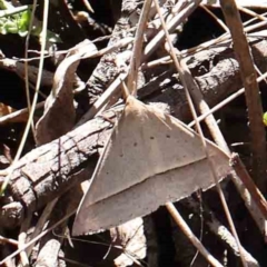 Epidesmia hypenaria at Black Mountain - 27 Jan 2024 10:30 AM