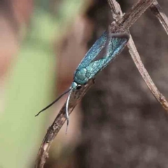 Pollanisus apicalis at O'Connor, ACT - 27 Jan 2024 by ConBoekel