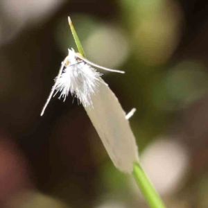 Tipanaea patulella at Undefined Area - 27 Jan 2024 11:33 AM