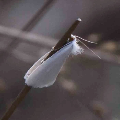 Tipanaea patulella (The White Crambid moth) at Black Mountain - 27 Jan 2024 by ConBoekel