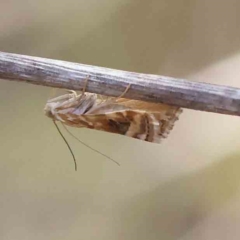 Hellula hydralis (Cabbage Centre Moth) at Black Mountain - 26 Jan 2024 by ConBoekel