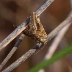 Hellula hydralis at Black Mountain - 27 Jan 2024 10:37 AM