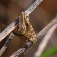 Hellula hydralis at Black Mountain - 27 Jan 2024 10:37 AM