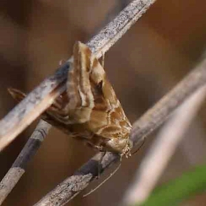 Hellula hydralis at Black Mountain - 27 Jan 2024 10:37 AM