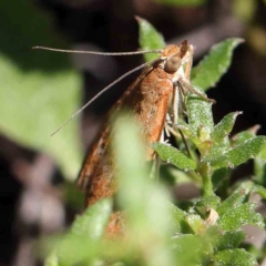 Achyra affinitalis (Cotton Web Spinner) at O'Connor, ACT - 26 Jan 2024 by ConBoekel