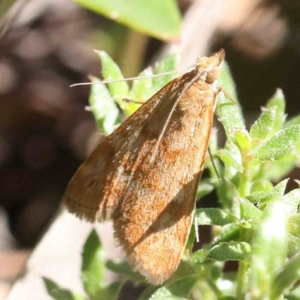 Achyra affinitalis at Point 60 - 27 Jan 2024