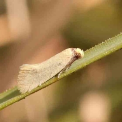 Oecophoridae (family) (Unidentified Oecophorid concealer moth) at Black Mountain - 26 Jan 2024 by ConBoekel