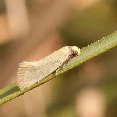 Oecophoridae (family) (Unidentified Oecophorid concealer moth) at Acton, ACT - 26 Jan 2024 by ConBoekel