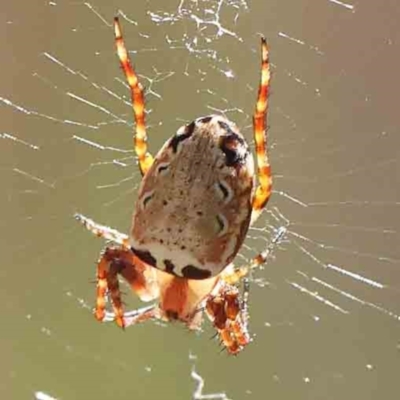 Salsa fuliginata (Sooty Orb-weaver) at Black Mountain - 27 Jan 2024 by ConBoekel