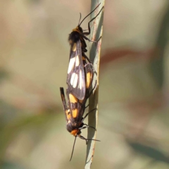Unidentified Tiger moth (Arctiinae) at Black Mountain - 26 Jan 2024 by ConBoekel