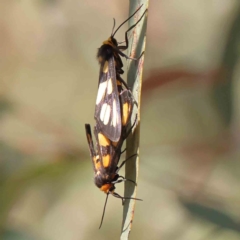 Amata xanthura at Black Mountain - 27 Jan 2024 by ConBoekel