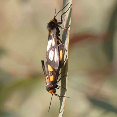 Amata xanthura at Black Mountain - 27 Jan 2024 by ConBoekel