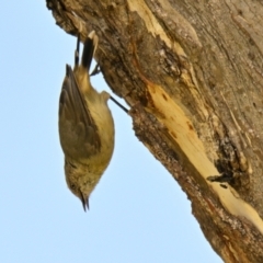 Acanthiza reguloides (Buff-rumped Thornbill) at Mount Painter - 28 Jan 2024 by Thurstan