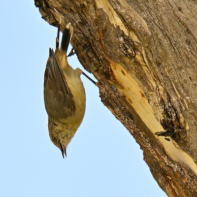 Acanthiza reguloides (Buff-rumped Thornbill) at Mount Painter - 29 Jan 2024 by Thurstan