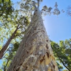 Corymbia maculata (Spotted Gum) at Termeil, NSW - 29 Jan 2024 by Steve818