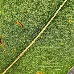Corymbia maculata at Murramarang National Park - 29 Jan 2024