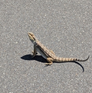 Pogona barbata at Wright, ACT - 29 Jan 2024