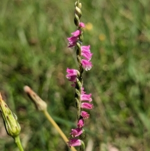 Spiranthes australis at Jedbinbilla - 28 Jan 2024