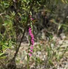 Spiranthes australis (Austral Ladies Tresses) at Jedbinbilla - 28 Jan 2024 by Rebeccajgee