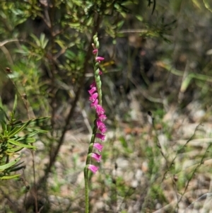 Spiranthes australis at Jedbinbilla - 28 Jan 2024