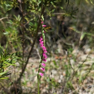 Spiranthes australis (Austral Ladies Tresses) at Kambah, ACT - 28 Jan 2024 by Rebeccajgee