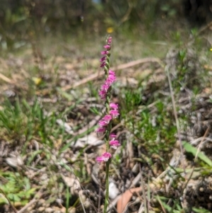 Spiranthes australis at Jedbinbilla - 28 Jan 2024