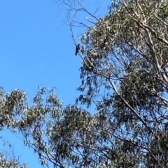 Aviceda subcristata (Pacific Baza) at Mittagong, NSW - 29 Jan 2024 by Jhargan