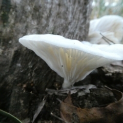 Unidentified Cap on a stem; gills below cap [mushrooms or mushroom-like] at QPRC LGA - 1 May 2022 by arjay