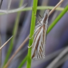 Hednota species near grammellus (Pyralid or snout moth) at Namadgi National Park - 28 Jan 2024 by JohnBundock