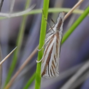 Hednota species near grammellus at Namadgi National Park - 28 Jan 2024