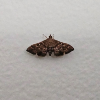 Nacoleia rhoeoalis (A Crambid moth (Spilomelinae) at Hawker, ACT - 29 Jan 2024 by sangio7