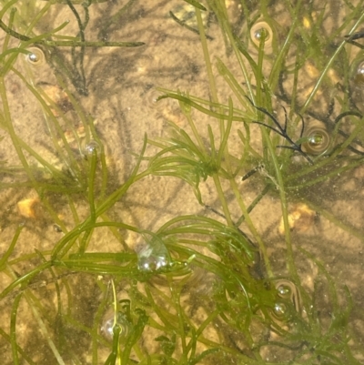 Chara sp. (genus) (A charophyte green algae) at Jerangle, NSW - 28 Jan 2024 by JaneR