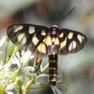 Amata (genus) at Namadgi National Park - 28 Jan 2024