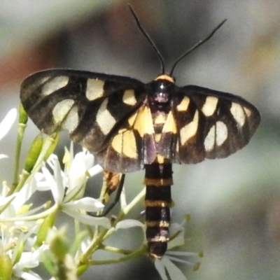Amata (genus) (Handmaiden Moth) at Namadgi National Park - 28 Jan 2024 by JohnBundock