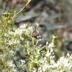 Amata (genus) at Namadgi National Park - 28 Jan 2024