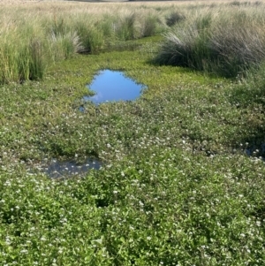 Rorippa nasturtium-aquaticum at Jerangle, NSW - 28 Jan 2024