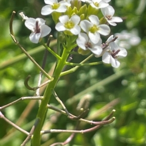 Rorippa nasturtium-aquaticum at Jerangle, NSW - 28 Jan 2024