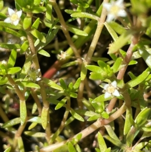 Crassula helmsii at Jerangle, NSW - 28 Jan 2024