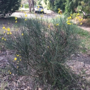 Spartium junceum at Cook, ACT - 12 Jan 2024 03:36 PM