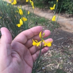 Spartium junceum at Cook, ACT - 12 Jan 2024 03:36 PM