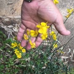 Spartium junceum at Cook, ACT - 12 Jan 2024 03:36 PM